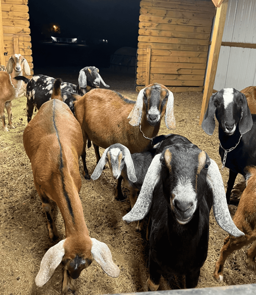 nubian goats gathering in a barn