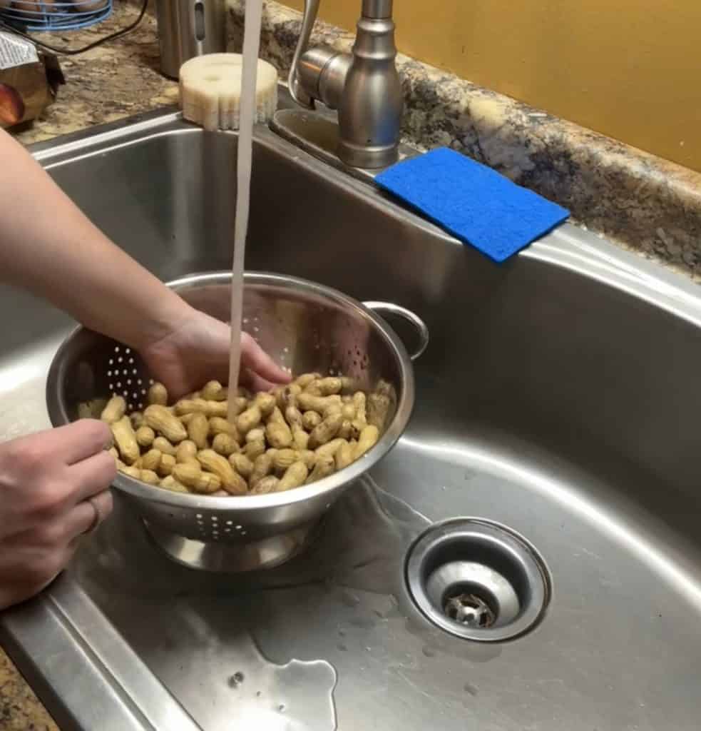 rinsing raw peanuts in a colander